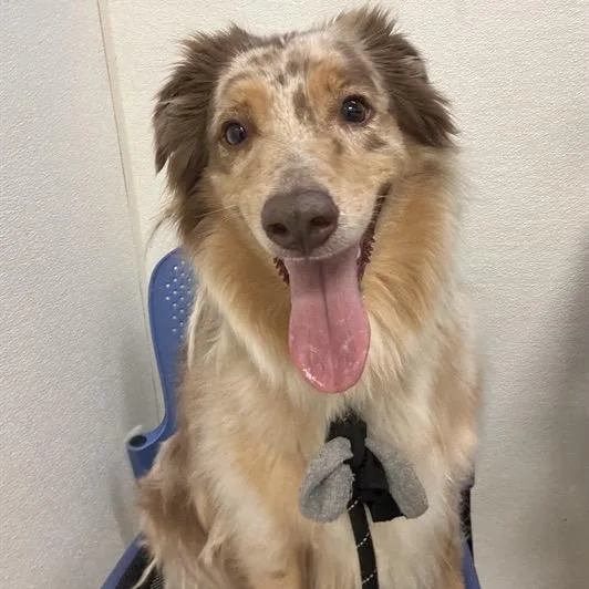 An adult medium-sized female Red / Chestnut / Orange Australian Shepherd dog named Maisy for adoption in Phoenix, AZ