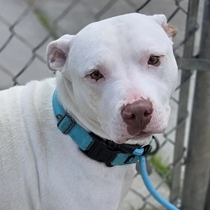 An adult medium-sized female White / Cream Pit Bull Terrier dog named Rosie for adoption in Pittsford, VT