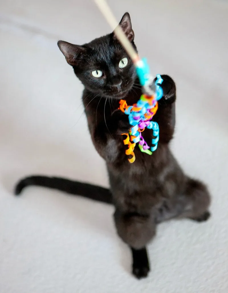 Licorice thumbnail 3