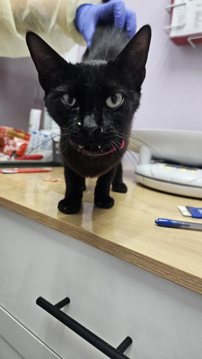 Licorice thumbnail 5