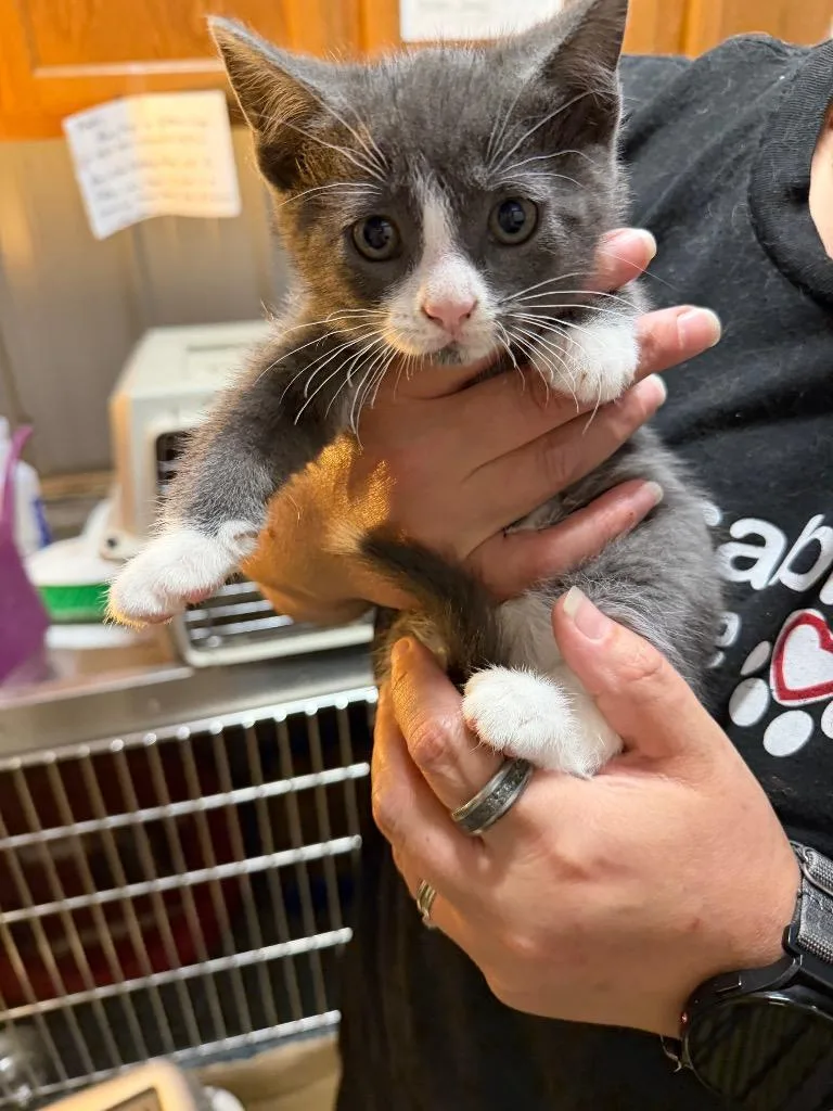 A baby small-sized male Domestic Short Hair cat named Jett for adoption in Virginia, MN