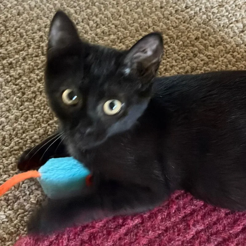 A baby small-sized female Black Domestic Short Hair cat named Halligan for adoption in Greensboro, GA