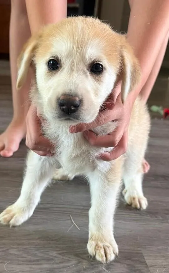 A baby small-sized female White / Cream Labrador Retriever dog named Butters for adoption in Dallas, TX