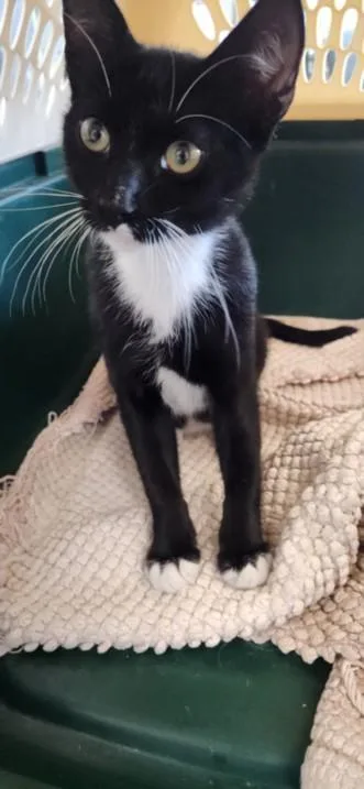 A baby small-sized male Domestic Short Hair cat named Ochi for adoption in Los Angeles, CA