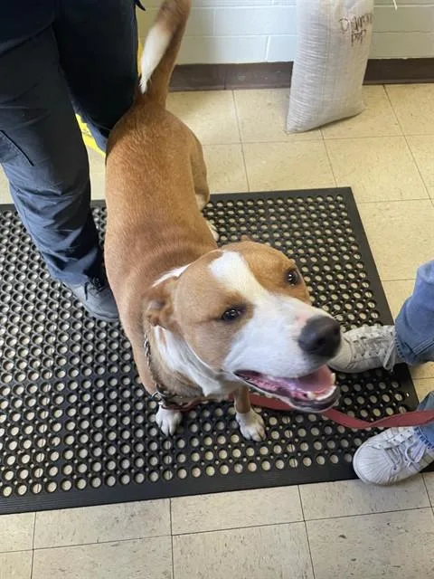 A young medium-sized male Pit Bull Terrier dog named Ryder for adoption in Stockton, CA