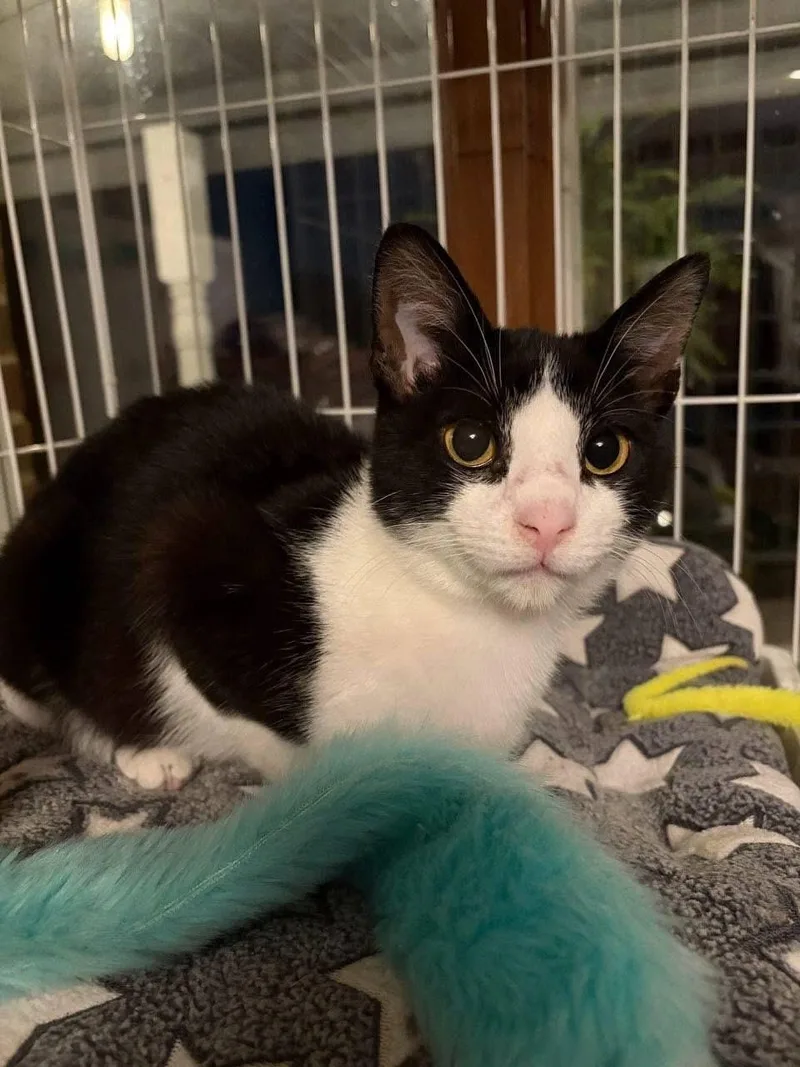 A young medium-sized male Black & White / Tuxedo Domestic Short Hair cat named Mr. Big Stuff for adoption in Lemont, IL