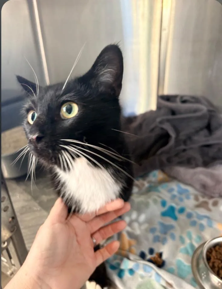 A young medium-sized male Domestic Short Hair cat named Baxter for adoption in San Pedro, CA