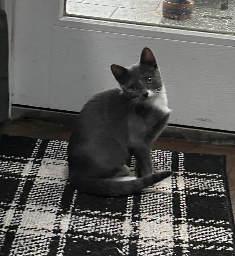 A baby medium-sized female Gray & White Domestic Short Hair cat named Stormy Lady for adoption in Trenton, NJ
