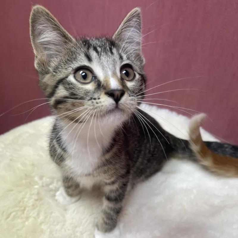 A baby small-sized female Gray / Blue / Silver Domestic Short Hair cat named Elizabeth for adoption in Shawnee, KS