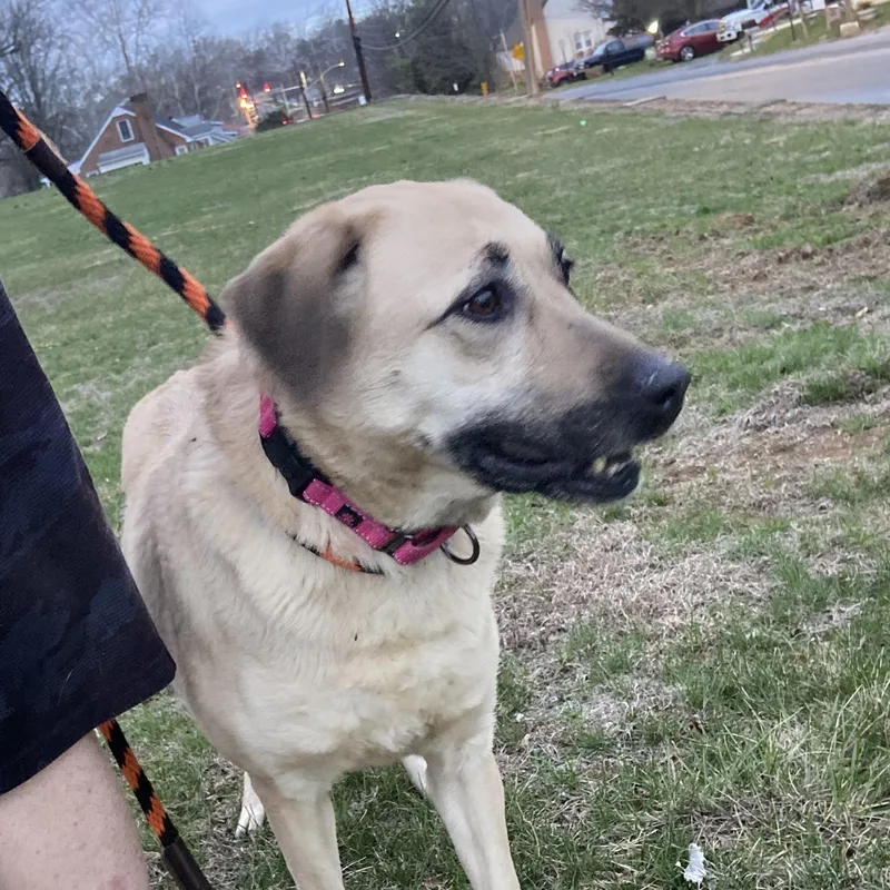 An adult large-sized female Shepherd dog named Sunshine for adoption in Hagerstown, MD