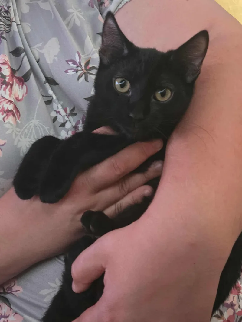 A young medium-sized female Black Domestic Short Hair cat named April for adoption in Vacaville, CA
