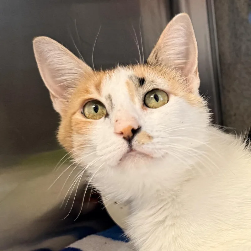 An adult large-sized female White Domestic Short Hair cat named Frenchie for adoption in Palm Springs, CA