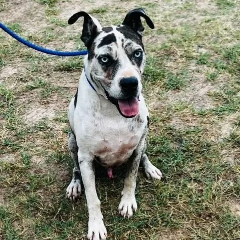 An adult medium-sized male Harlequin Catahoula Leopard Dog dog named Sancho for adoption in Williston, VT