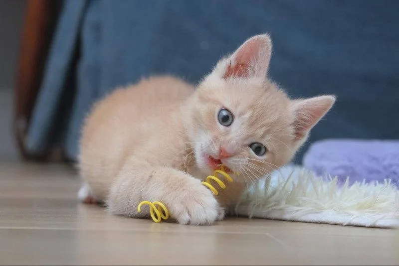 A young medium-sized male Tabby (Orange / Red) Tabby cat named Dickory for adoption in Knoxville, TN