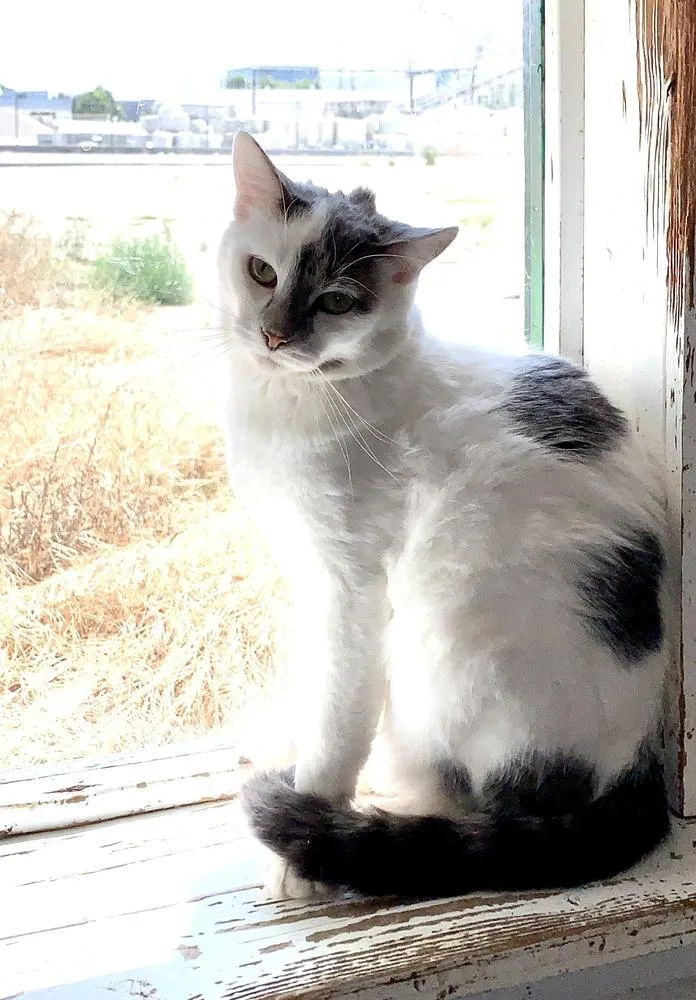 An adult medium-sized male Gray & White Domestic Short Hair cat named Jerry for adoption in Ontario, CA