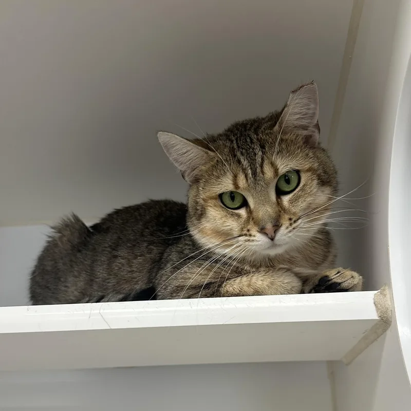 An adult medium-sized male Domestic Short Hair cat named Bobby for adoption in Reisterstown, MD