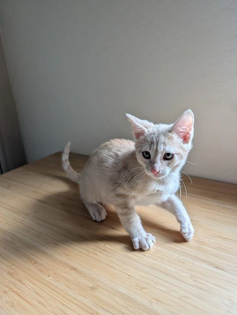 Sirius