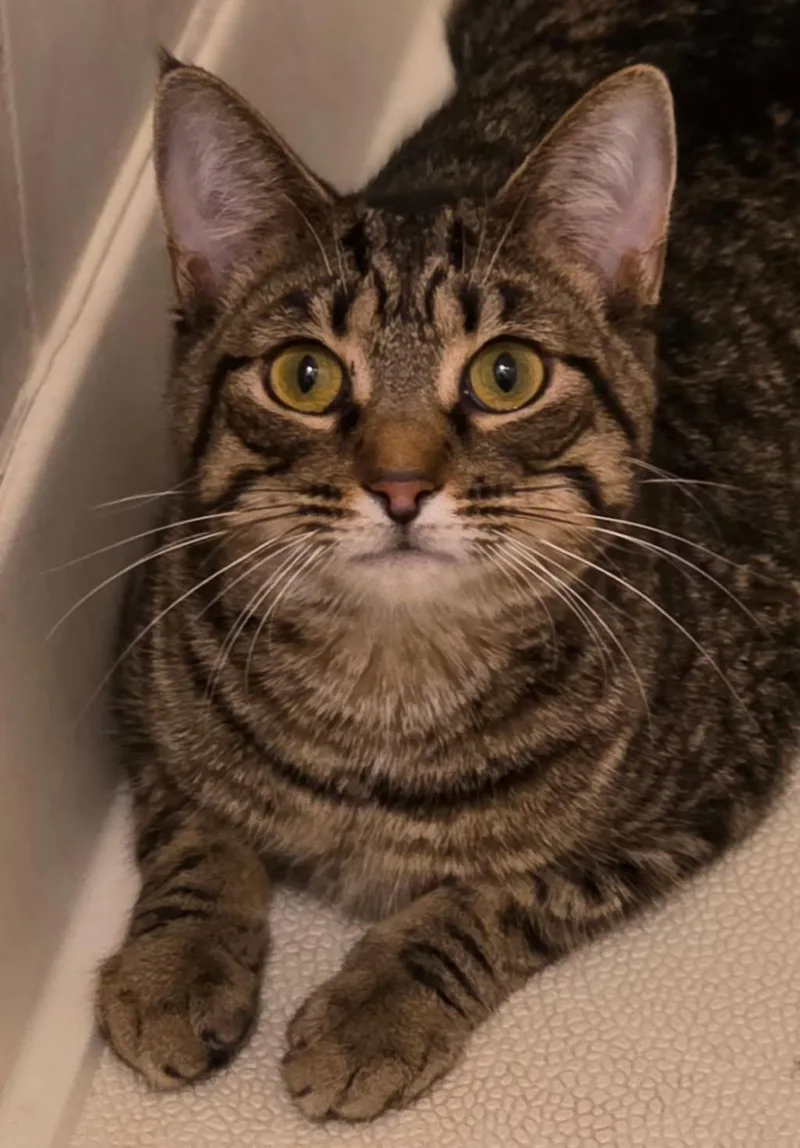 A baby medium-sized female Tabby cat named Elena for adoption in Johnson City, TN
