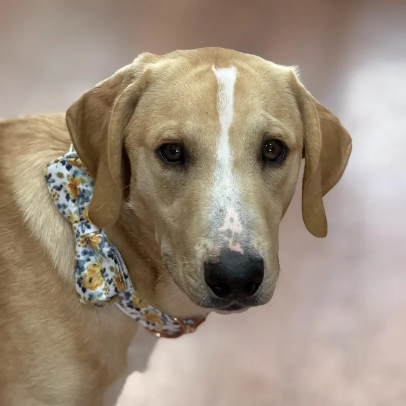 An adult medium-sized male Yellow / Tan / Blond / Fawn Coonhound dog named Josh for adoption in Las Vegas, NV