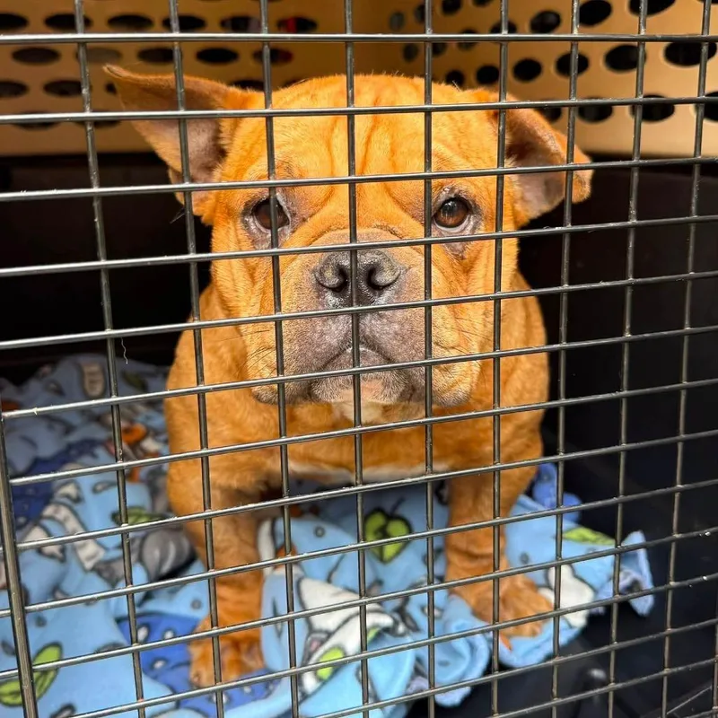An adult medium-sized female Brown / Chocolate French Bulldog dog named Wrinkly Walrus Potato Cheeseburger for adoption in Northbrook, IL
