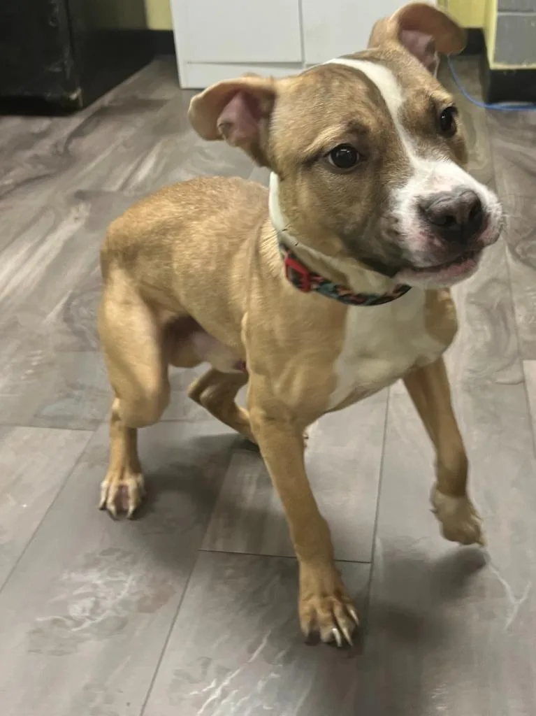 A young medium-sized female Gray / Blue / Silver Pit Bull Terrier dog named Stacy for adoption in Trenton, NJ