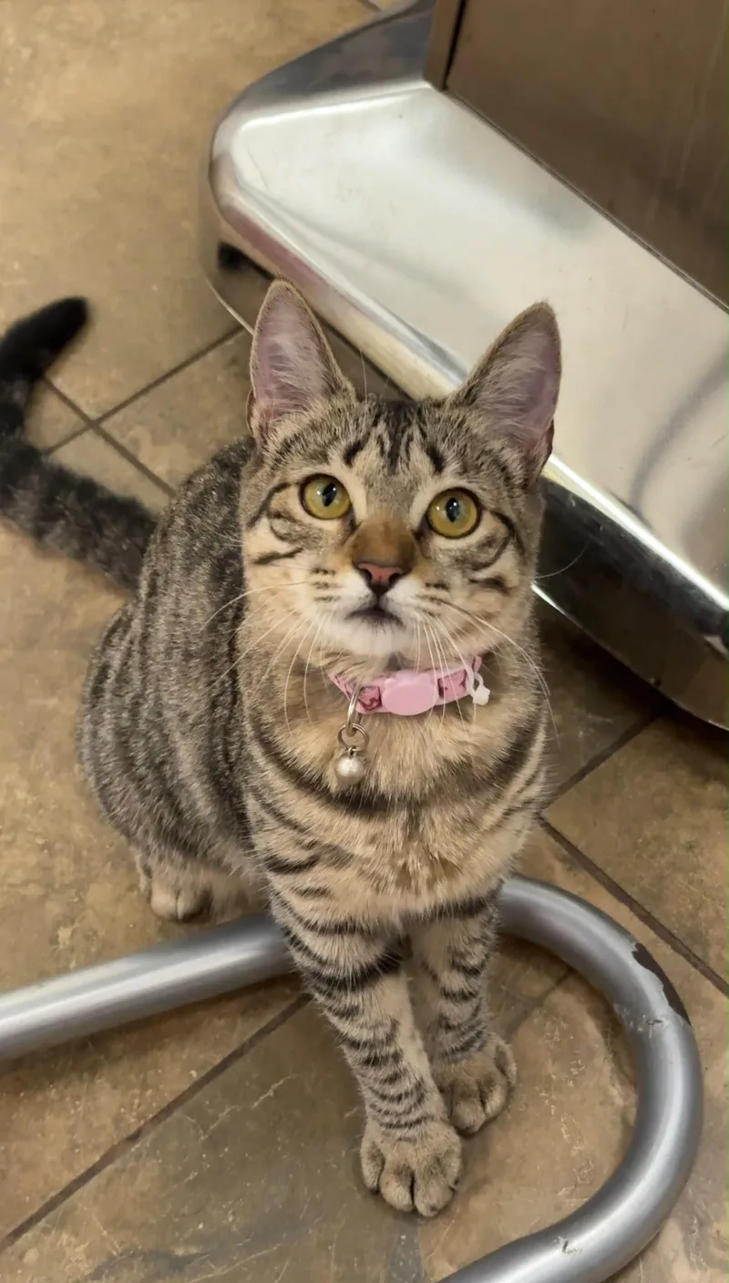 A young small-sized female Domestic Short Hair cat named Princess Peach for adoption in Aibonito, PR