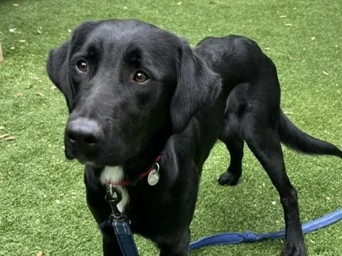 A young large-sized male Labrador Retriever dog named Rocco for adoption in Palo Alto, CA