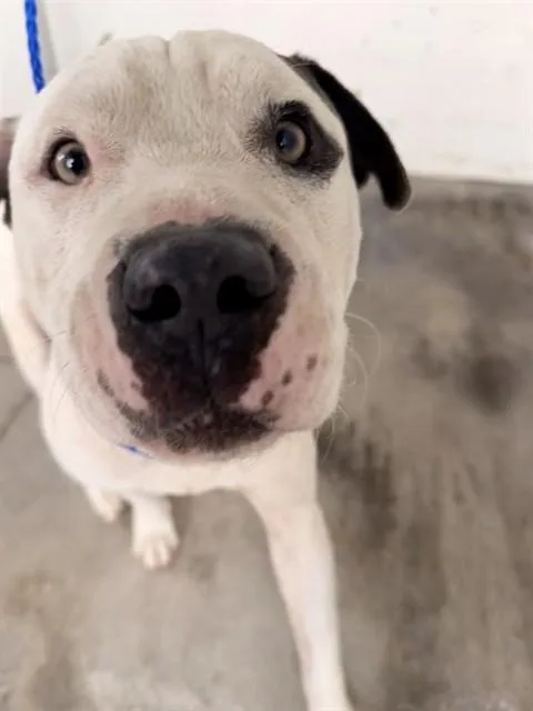 An adult large-sized male American Bulldog dog named Buddy for adoption in Miami, FL