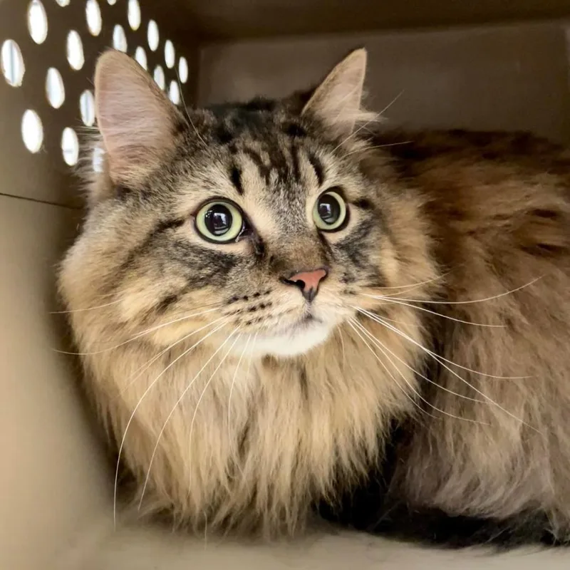 A senior small-sized male Brown / Chocolate Domestic Long Hair cat named Memphis Bonded to for adoption in Middleton, WI