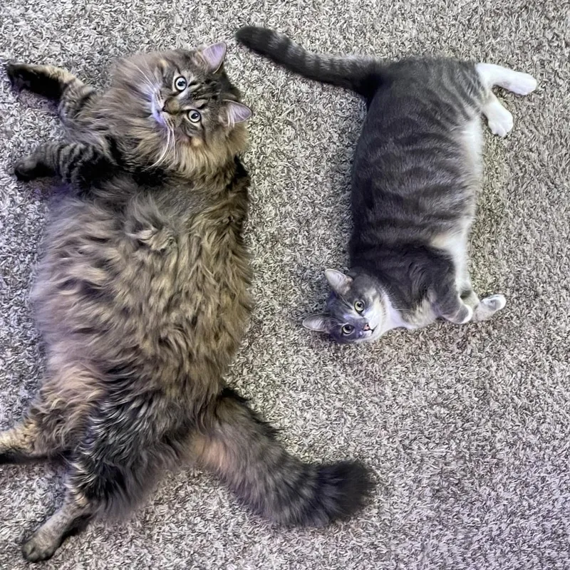 Memphis  Bonded to thumbnail 4