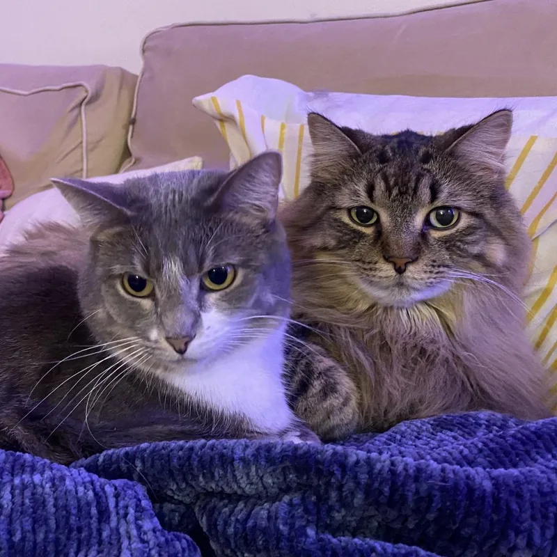 Memphis  Bonded to thumbnail 5