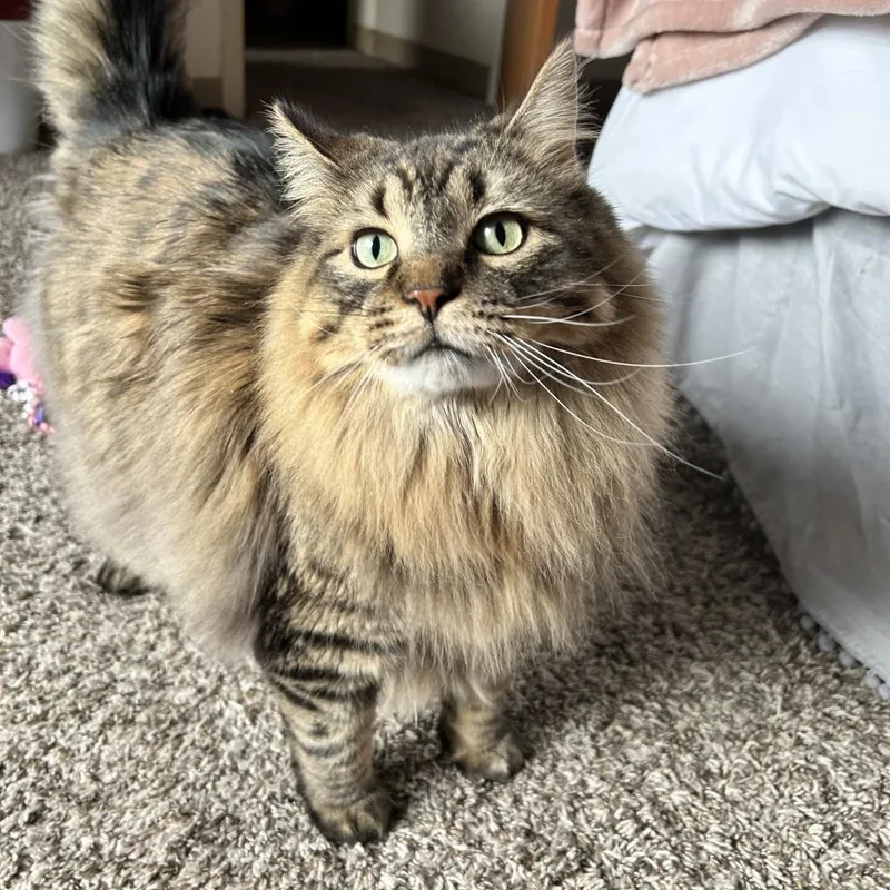 Memphis  Bonded to thumbnail 6
