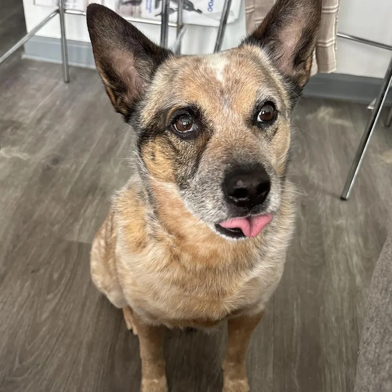 An adult medium-sized male Brown / Chocolate Australian Cattle Dog / Blue Heeler dog named Max Speed for adoption in Austin, TX