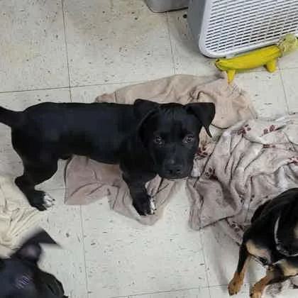 Edgar Allen thumbnail 2