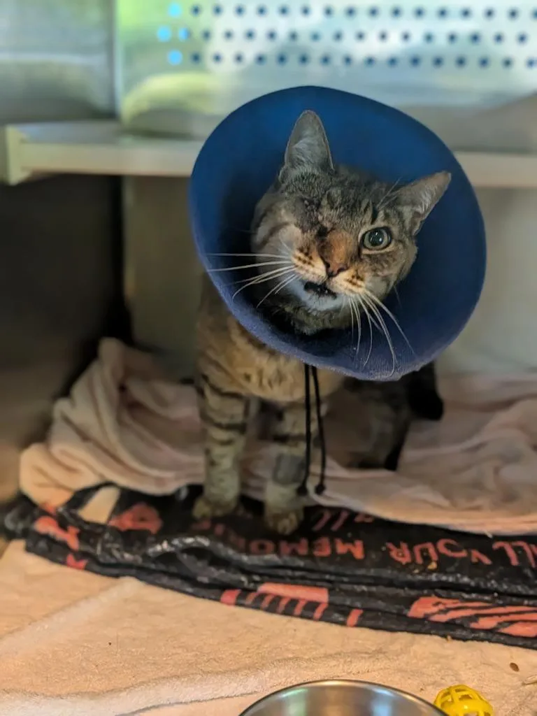 An adult small-sized female Domestic Short Hair cat named Winky for adoption in Hyde Park, NY