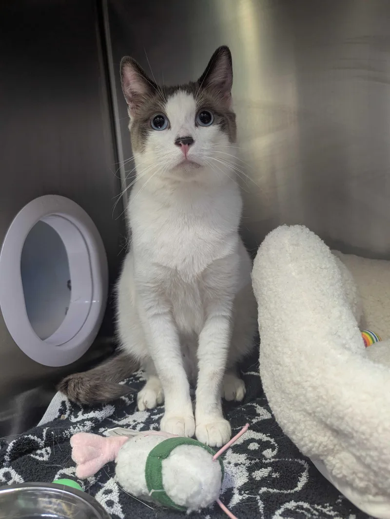 A young medium-sized male Gray & White Domestic Short Hair cat named Duck Duck And Swan for adoption in Waltham, MA