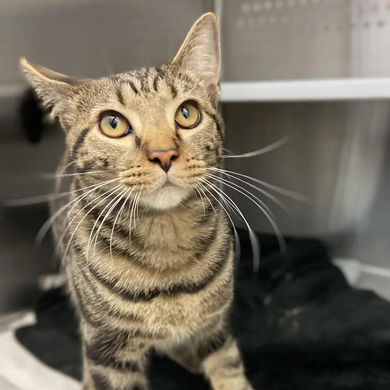 A young large-sized male Domestic Short Hair cat named Pharoah for adoption in Pittsburgh, PA