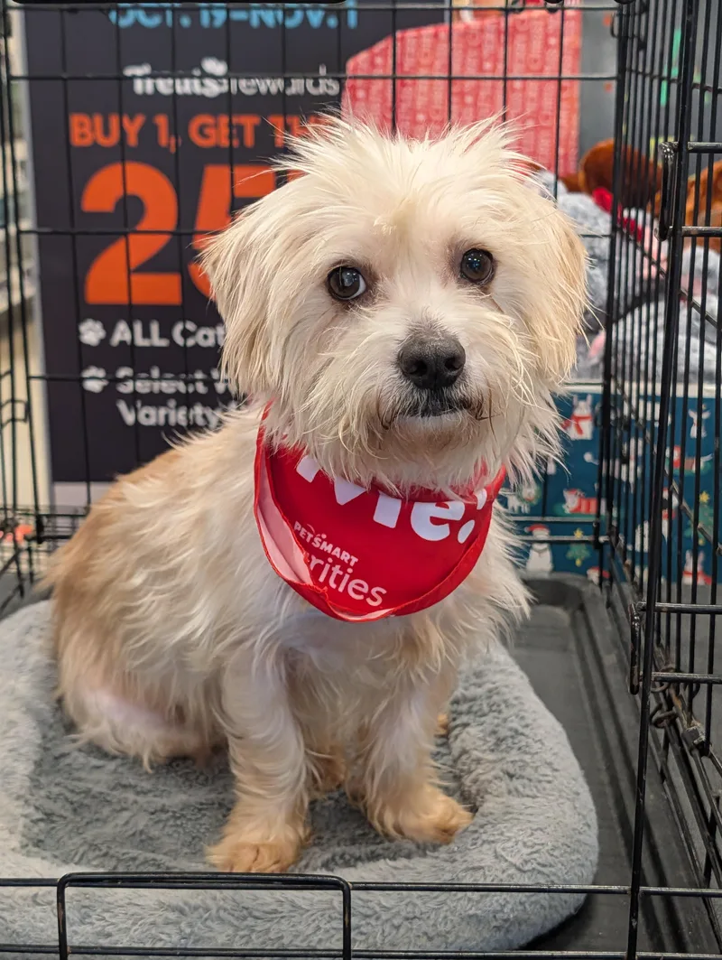An adult small-sized male Yellow / Tan / Blond / Fawn Yorkipoo dog named Hansel for adoption in Baton Rouge, LA