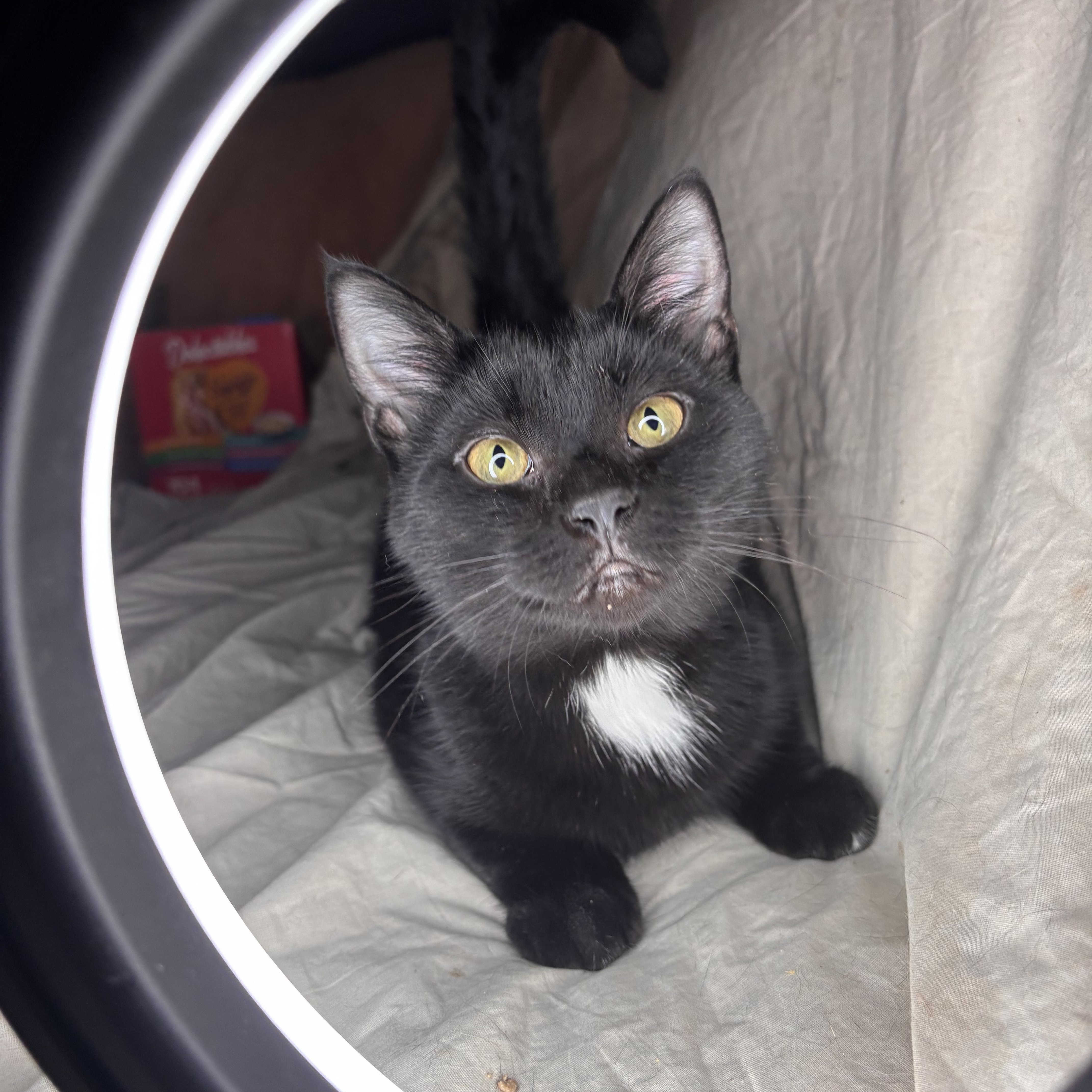 A young medium-sized male Domestic Medium Hair cat named Kratos for adoption in Woodlawn, TN