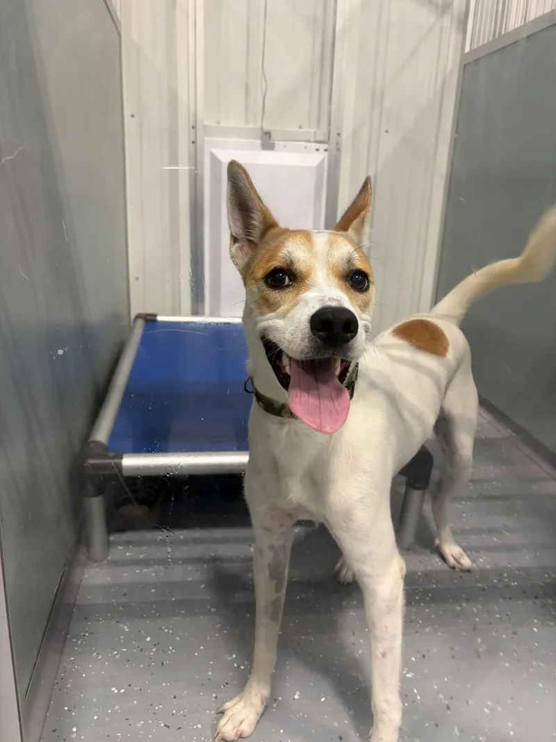 An adult medium-sized male Mixed Breed dog named Peanut for adoption in Davenport, IA