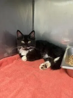 An adult medium-sized male Black & White / Tuxedo Domestic Medium Hair cat named Oscar for adoption in Providence Forge, VA