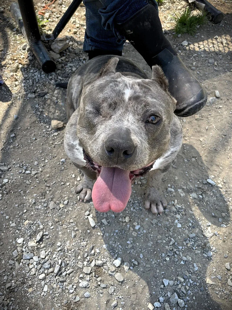 An adult medium-sized female Mixed Breed dog named Baby Girl for adoption in Chatsworth, GA