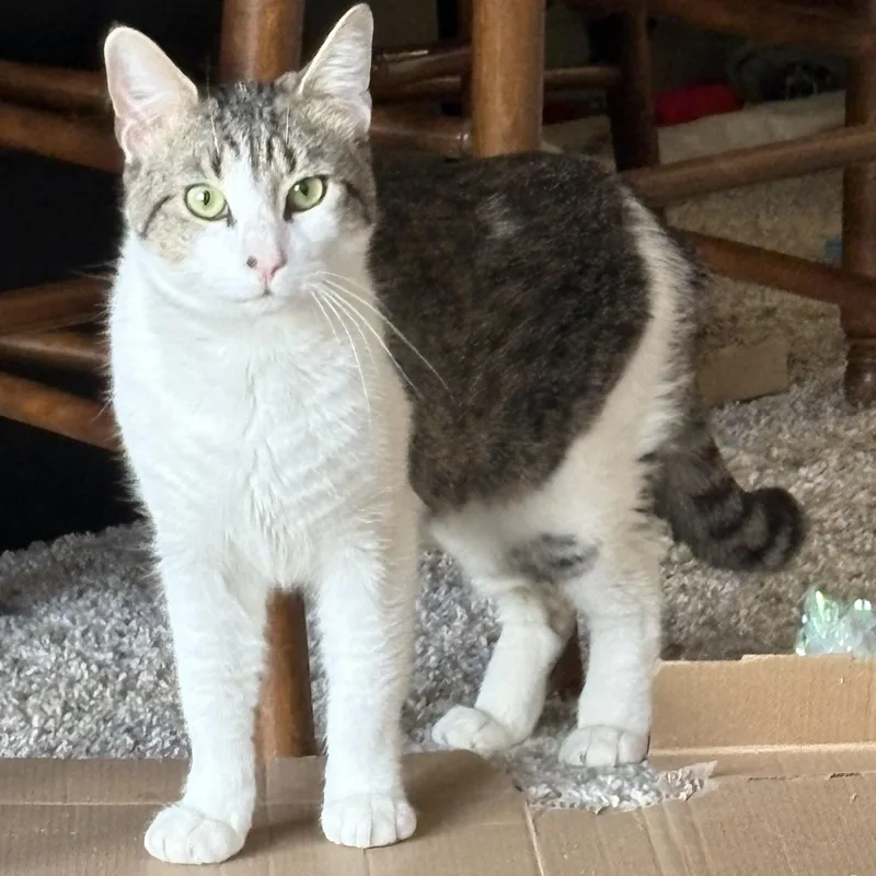 Meet Mr. Chill Janus thumbnail 2