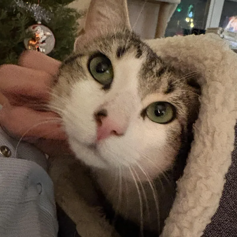 Meet Mr. Chill Janus thumbnail 4