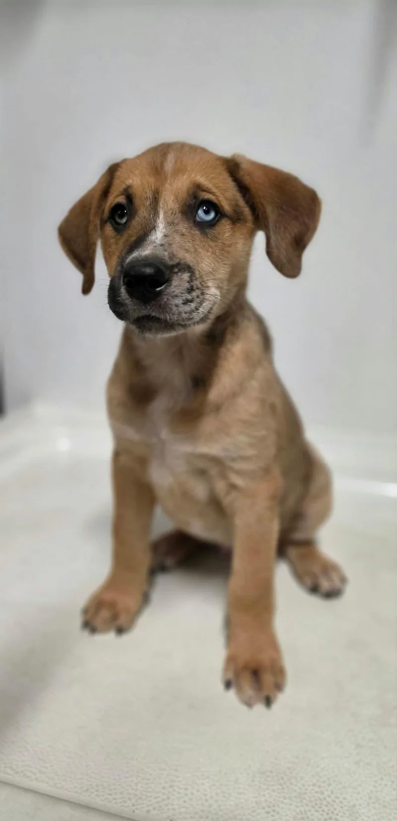 A baby medium-sized male Brown / Chocolate Mixed Breed dog named Chester for adoption in BONIFAY, FL