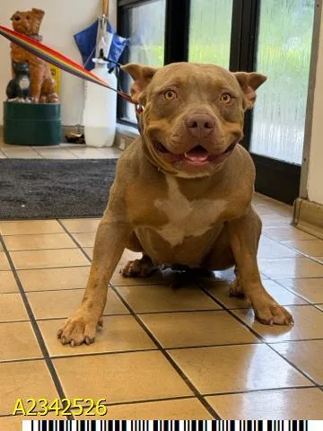A young large-sized female Mixed Breed dog named Kesha for adoption in West Palm Beach, FL