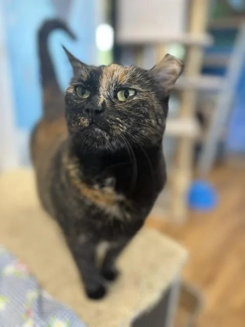 An adult medium-sized female Calico Domestic Short Hair cat named Gigi for adoption in Towanda, PA