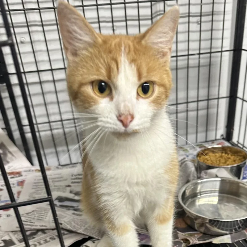 A young small-sized female Domestic Short Hair cat named Apple Pie for adoption in Corbin, KY