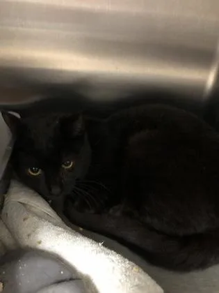 A baby small-sized male Domestic Short Hair cat named Boink for adoption in Hillsboro, OR