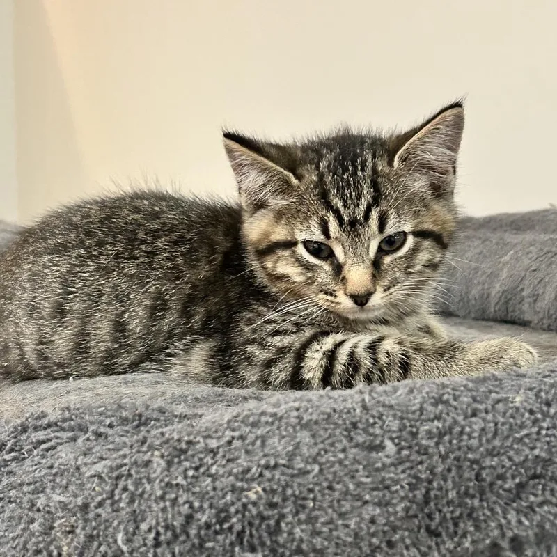 A baby small-sized female Gray / Blue / Silver Domestic Short Hair cat named Artemis for adoption in Nashville, TN